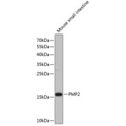 Western blot analysis of lysates from mouse small intestine, using PMP2 Antibody at 1/1000 dilution. Secondary antibody: HRP-conjugated Goat anti-Rabbit IgG (H+L) at 1/10000 dilution. Lysates/proteins: 25 µg per lane. Blocking buffer: 3% nonfat dry milk in TBST. Exposure time: 60s.