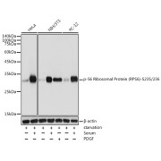 Western blot analysis of various lysates using Phospho-S6 Ribosomal Protein (RPS6)-S235/236 Antibody at 1/1000 dilution. HeLa cells NIH/3T3 cells and PC-12 cells were treated by 10% FBS at 37 °C for 30 minutes after serum-starvation overnight. NIH/3T3 cells were treated by PDGF (100 ng/ml) at 37 °C for 30 minutes after serum-starvation overnight. Secondary antibody: HRP-conjugated Goat anti-Rabbit IgG (H+L) at 1/10000 dilution. Lysates/proteins: 25 µg per lane. Blocking buffer: 3% nonfat dry milk in TBST. Exposure time: 1s.