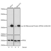 Western blot analysis of various lysates using Phospho-S6 Ribosomal Protein (RPS6)-S240/244 Antibody at 1/1000 dilution or RPS6 antibody. HeLa and NIH/3T3 cells were treated by 10% FBS at 37 °C for 30 minutes after serum-starvation overnight. Secondary antibody: HRP-conjugated Goat anti-Rabbit IgG (H+L) at 1/10000 dilution. Lysates/proteins: 25 µg per lane. Blocking buffer: 3% BSA. Exposure time: 1s.