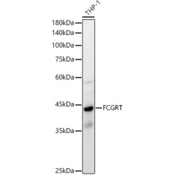 Fc Fragment Of IgG Receptor Transporter Alpha (FCGRT) Antibody