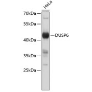 Western blot analysis of lysates from HeLa cells, using DUSP6 Antibody. Secondary antibody: HRP-conjugated Goat anti-Rabbit IgG (H+L) at 1/10000 dilution. Lysates/proteins: 25 µg per lane. Blocking buffer: 3% nonfat dry milk in TBST.