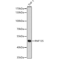 Ring Finger Protein 135 (RNF135) Antibody