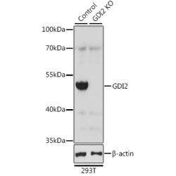 GDP Dissociation Inhibitor 2 (GDI2) Antibody