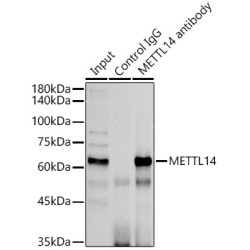 Methyltransferase-Like Protein 14 (METTL14) Antibody