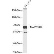 Western blot analysis of lysates from SH-SY5Y cells, using MARVELD2 Antibody at 1/1000 dilution. Secondary antibody: HRP-conjugated Goat anti-Rabbit IgG (H+L) at 1/10000 dilution. Lysates/proteins: 25 µg per lane. Blocking buffer: 3% nonfat dry milk in TBST. Exposure time: 90s.