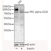 Western blot analysis of lysates from 293 cells, using Phospho-PKC alpha-S226 Antibody at 1/1000 dilution. 293T cells were treated by Insulin (100nM) for 10 minutes after serum-starvation overnight. Secondary antibody: HRP-conjugated Goat anti-Rabbit IgG (H+L) at 1/10000 dilution. Lysates/proteins: 25 µg per lane. Blocking buffer: 3% BSA.