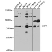 Western blot analysis of various lysates using EXT2 Antibody at 1/1000 dilution. Secondary antibody: HRP-conjugated Goat anti-Rabbit IgG (H+L) at 1/10000 dilution. Lysates/proteins: 25 µg per lane. Blocking buffer: 3% nonfat dry milk in TBST. Exposure time: 30s.