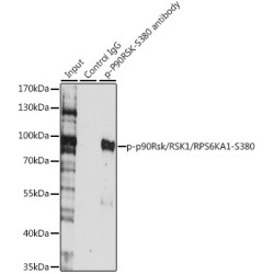 P90RSK (pS380) Antibody