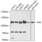 Western blot analysis of various lysates using HGS Antibody at 1/3000 dilution. Secondary antibody: HRP-conjugated Goat anti-Rabbit IgG (H+L) at 1/10000 dilution. Lysates/proteins: 25 µg per lane. Blocking buffer: 3% nonfat dry milk in TBST. Exposure time: 90s.