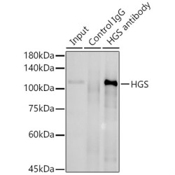 Hepatocyte Growth Factor-Regulated Tyrosine Kinase Substrate (HGS) Antibody