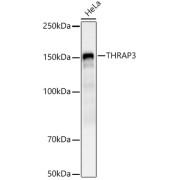 Western blot analysis of lysates from HeLa cells, using THRAP3 Antibody at 1/1000 dilution. Secondary antibody: HRP-conjugated Goat anti-Rabbit IgG (H+L) at 1/10000 dilution. Lysates/proteins: 25 µg per lane. Blocking buffer: 3% nonfat dry milk in TBST. Exposure time: 10s.