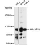 Western blot analysis of various lysates using RAB11FIP1 Antibody at 1/1000 dilution. Secondary antibody: HRP-conjugated Goat anti-Rabbit IgG (H+L) at 1/10000 dilution. Lysates/proteins: 25 µg per lane. Blocking buffer: 3% nonfat dry milk in TBST. Exposure time: 10s.