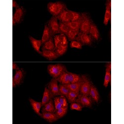 Mitochondrial Import Inner Membrane Translocase Subunit Tim23 (TIMM23) Antibody