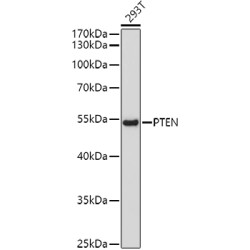 Phosphatidylinositol-3,4,5-Trisphosphate 3-Phosphatase And Dual-Specificity Protein Phosphatase PTEN (PTEN) Antibody