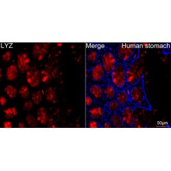 Lysozyme C (LYZ) Antibody