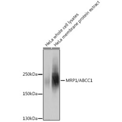 Multidrug Resistance Associated Protein 1 (ABCC1) Antibody