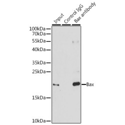 Bcl2 Associated X Protein (BAX) Antibody