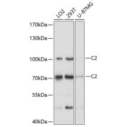 Western blot analysis of various lysates using C2 Antibody at 1/1000 dilution. Secondary antibody: HRP-conjugated Goat anti-Rabbit IgG (H+L) at 1/10000 dilution. Lysates/proteins: 25 µg per lane. Blocking buffer: 3% nonfat dry milk in TBST. Exposure time: 5s.