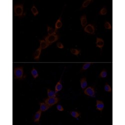 Caspase 9 (CASP9) Antibody