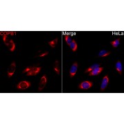 Western blot analysis of various lysates using COPB1 Antibody at 1/1000 dilution. Secondary antibody: HRP-conjugated Goat anti-Rabbit IgG (H+L) at 1/10000 dilution. Lysates / proteins: 25 µg per lane. Blocking buffer: 3 % nonfat dry milk in TBST. Detection: ECL Basic Kit (RM00020). Exposure time: 1s.