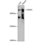 Western blot analysis of various lysates using CSMD3 Antibody at 1/3000 dilution. Secondary antibody: HRP-conjugated Goat anti-Rabbit IgG (H+L) at 1/10000 dilution. Lysates/proteins: 25 µg per lane. Blocking buffer: 3% nonfat dry milk in TBST. Exposure time: 90s.