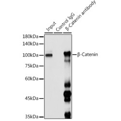 Catenin Beta 1 (CTNNB1) Antibody