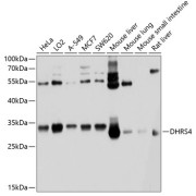 Western blot analysis of various lysates using DHRS4 Antibody at 1/1000 dilution. Secondary antibody: HRP-conjugated Goat anti-Rabbit IgG (H+L) at 1/10000 dilution. Lysates/proteins: 25 µg per lane. Blocking buffer: 3% nonfat dry milk in TBST. Exposure time: 1s.