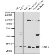 Western blot analysis of various lysates using Endo G Antibody at 1/1000 dilution. Secondary antibody: HRP-conjugated Goat anti-Rabbit IgG (H+L) at 1/10000 dilution. Lysates/proteins: 25 µg per lane. Blocking buffer: 3% nonfat dry milk in TBST. Exposure time: 90s.