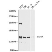 Western blot analysis of various lysates using ENPEP Antibody at 1/3000 dilution. Secondary antibody: HRP-conjugated Goat anti-Rabbit IgG (H+L) at 1/10000 dilution. Lysates/proteins: 25 µg per lane. Blocking buffer: 3% nonfat dry milk in TBST. Exposure time: 90s.