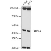 Western blot analysis of various lysates using ERAL1 Antibody at 1/1000 dilution. Secondary antibody: HRP-conjugated Goat anti-Rabbit IgG (H+L) at 1/10000 dilution. Lysates/proteins: 25 µg per lane. Blocking buffer: 3% nonfat dry milk in TBST. Exposure time: 10s.