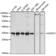 Western blot analysis of various lysates using EXOSC3 Antibody at 1/1000 dilution. Secondary antibody: HRP-conjugated Goat anti-Rabbit IgG (H+L) at 1/10000 dilution. Lysates/proteins: 25 µg per lane. Blocking buffer: 3% nonfat dry milk in TBST. Exposure time: 1s.