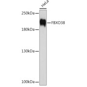 Western blot analysis of lysates from HeLa cells, using FBXO38 Antibody at 1/1000 dilution. Secondary antibody: HRP-conjugated Goat anti-Rabbit IgG (H+L) at 1/10000 dilution. Lysates/proteins: 25 µg per lane. Blocking buffer: 3% nonfat dry milk in TBST. Exposure time: 90s.