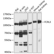 Western blot analysis of various lysates using FCRL3 Antibody at 1/1000 dilution. Secondary antibody: HRP-conjugated Goat anti-Rabbit IgG (H+L) at 1/10000 dilution. Lysates/proteins: 25 µg per lane. Blocking buffer: 3% nonfat dry milk in TBST. Exposure time: 3s.