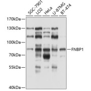 Western blot analysis of various lysates using FNBP1 Antibody at 1/1000 dilution. Secondary antibody: HRP-conjugated Goat anti-Rabbit IgG (H+L) at 1/10000 dilution. Lysates/proteins: 25 µg per lane. Blocking buffer: 3% nonfat dry milk in TBST. Exposure time: 20s.