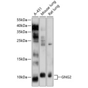 Western blot analysis of various lysates using GNG2 Antibody at 1/1000 dilution. Secondary antibody: HRP-conjugated Goat anti-Rabbit IgG (H+L) at 1/10000 dilution. Lysates/proteins: 25 µg per lane. Blocking buffer: 3% nonfat dry milk in TBST. Exposure time: 30s.