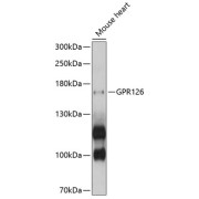 Western blot analysis of lysates from mouse heart, using GPR126 Antibody at 1/1000 dilution. Secondary antibody: HRP-conjugated Goat anti-Rabbit IgG (H+L) at 1/10000 dilution. Lysates/proteins: 25 µg per lane. Blocking buffer: 3% nonfat dry milk in TBST. Exposure time: 5s.