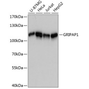 Western blot analysis of various lysates using GRIPAP1 Antibody at 1/3000 dilution. Secondary antibody: HRP-conjugated Goat anti-Rabbit IgG (H+L) at 1/10000 dilution. Lysates/proteins: 25 µg per lane. Blocking buffer: 3% nonfat dry milk in TBST. Exposure time: 60s.