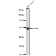 Western blot analysis of lysates from Rat stomach, using GSDMA Antibody at 1/1000 dilution. Secondary antibody: HRP-conjugated Goat anti-Rabbit IgG (H+L) at 1/10000 dilution. Lysates/proteins: 25 µg per lane. Blocking buffer: 3% nonfat dry milk in TBST. Exposure time: 30s.