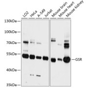 Western blot analysis of various lysates using GSR Antibody at 1/3000 dilution. Secondary antibody: HRP-conjugated Goat anti-Rabbit IgG (H+L) at 1/10000 dilution. Lysates/proteins: 25 µg per lane. Blocking buffer: 3% nonfat dry milk in TBST. Exposure time: 10s.