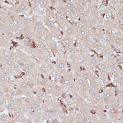 HLA-DRA Antibody