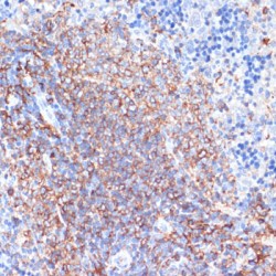 HLA-DRA Antibody