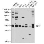 Western blot analysis of various lysates using ICMT Antibody at 1/1000 dilution. Secondary antibody: HRP-conjugated Goat anti-Rabbit IgG (H+L) at 1/10000 dilution. Lysates/proteins: 25 µg per lane. Blocking buffer: 3% nonfat dry milk in TBST. Exposure time: 90s.