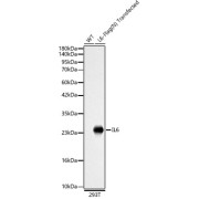 Western blot analysis of lysates from wild type (WT) and 293T cells transfected with IL6 using IL6 Antibody at 1/2000 dilution. Secondary antibody: HRP-conjugated Goat anti-Rabbit IgG (H+L) at 1/10000 dilution. Lysates/proteins: 25 µg per lane. Blocking buffer: 3% nonfat dry milk in TBST. Exposure time: 1s.