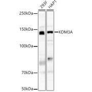 Western blot analysis of various lysates, using KDM3A Antibody at 1/500 dilution. Secondary antibody: HRP-conjugated Goat anti-Rabbit IgG (H+L) at 1/10000 dilution. Lysates/proteins: 25 µg per lane. Blocking buffer: 3% nonfat dry milk in TBST. Exposure time: 90s.