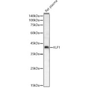 Western blot analysis of lysates from Rat plasma, using KLF1 Antibody at 1/1000 dilution. Secondary antibody: HRP-conjugated Goat anti-Rabbit IgG (H+L) at 1/10000 dilution. Lysates/proteins: 25 µg per lane. Blocking buffer: 3% nonfat dry milk in TBST. Exposure time: 90s.