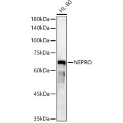 Western blot analysis of lysates from HL-60 cells, using NEPRO Antibody at 1/500 dilution. Secondary antibody: HRP-conjugated Goat anti-Rabbit IgG (H+L) at 1/10000 dilution. Lysates/proteins: 25 µg per lane. Blocking buffer: 3% nonfat dry milk in TBST. Exposure time: 90s.