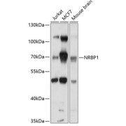 Western blot analysis of various lysates using NRBP1 Antibody at 1/1000 dilution. Secondary antibody: HRP-conjugated Goat anti-Rabbit IgG (H+L) at 1/10000 dilution. Lysates/proteins: 25 µg per lane. Blocking buffer: 3% nonfat dry milk in TBST. Exposure time: 5s.