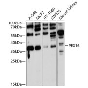 Western blot analysis of various lysates using PEX16 Antibody at 1/1000 dilution. Secondary antibody: HRP-conjugated Goat anti-Rabbit IgG (H+L) at 1/10000 dilution. Lysates/proteins: 25 µg per lane. Blocking buffer: 3% nonfat dry milk in TBST. Exposure time: 90s.