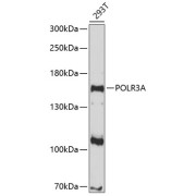 Western blot analysis of lysates from 293T cells, using POLR3A Antibody at 1/1000 dilution. Secondary antibody: HRP-conjugated Goat anti-Rabbit IgG (H+L) at 1/10000 dilution. Lysates/proteins: 25 µg per lane. Blocking buffer: 3% nonfat dry milk in TBST. Exposure time: 90s.