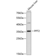 Western blot analysis of lysates from mouse liver, using PPT2 Antibody at 1/3000 dilution. Secondary antibody: HRP-conjugated Goat anti-Rabbit IgG (H+L) at 1/10000 dilution. Lysates/proteins: 25 µg per lane. Blocking buffer: 3% nonfat dry milk in TBST. Exposure time: 90s.